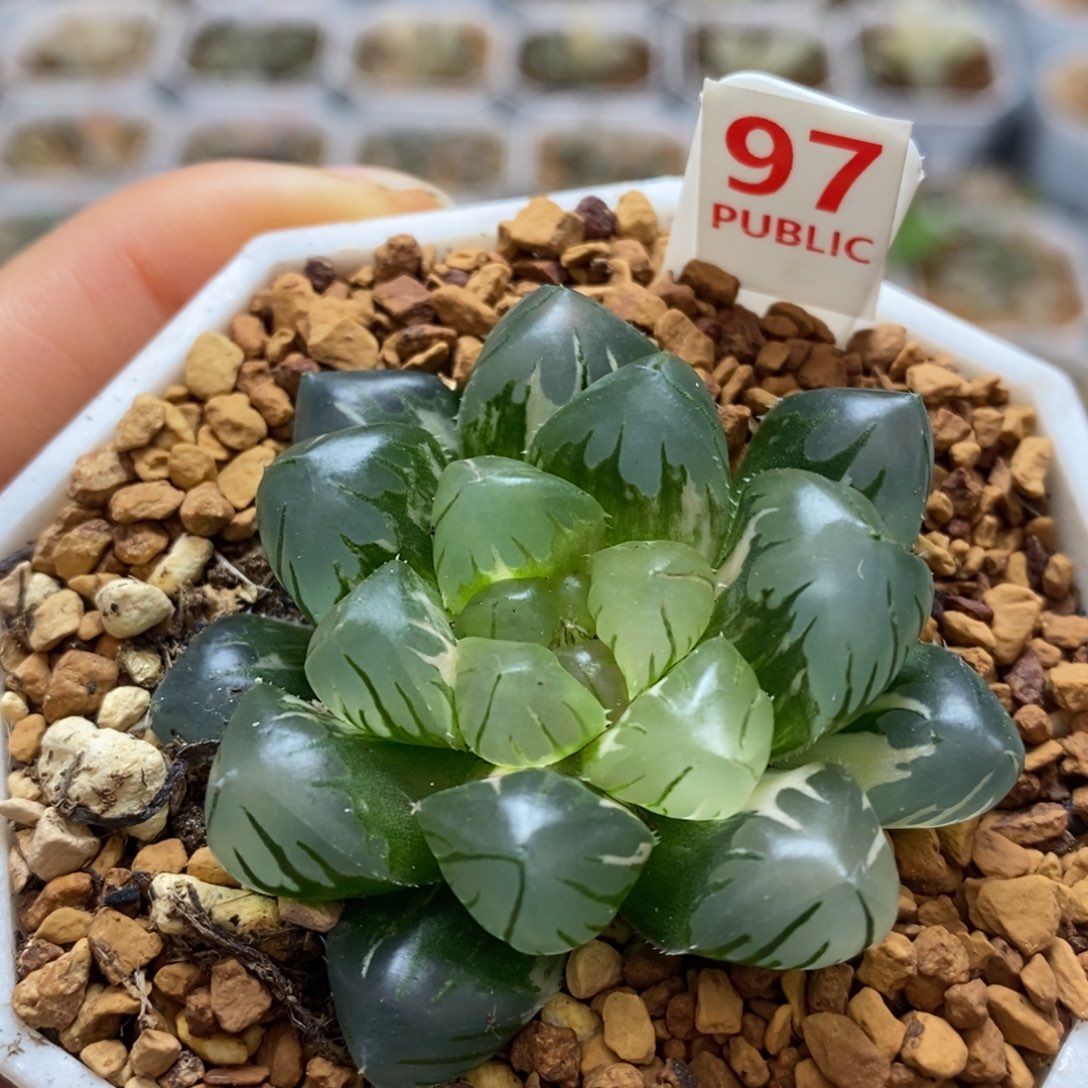 97水中月十二卷多肉