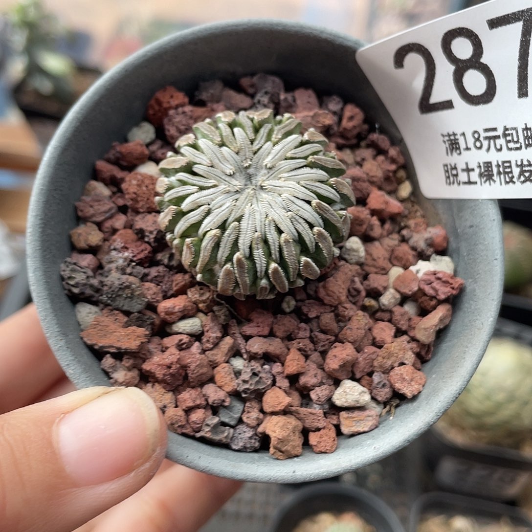 287精巧丸仙人球植物