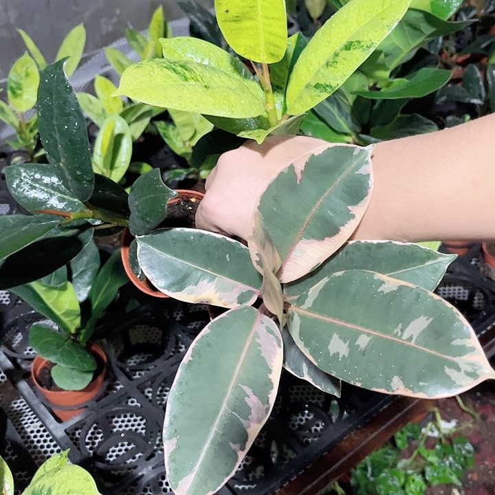 完全开放3盆橡皮树 红关公➕雀斑小姐➕黑金刚