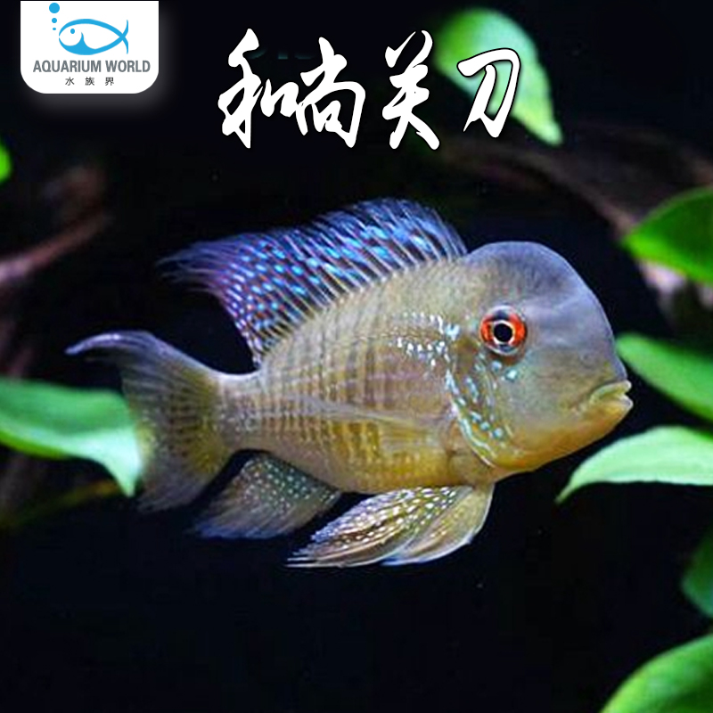 和尚关刀鱼食土鲷稀有七彩清洁淡水观赏鱼适合新手饲养群游性活体