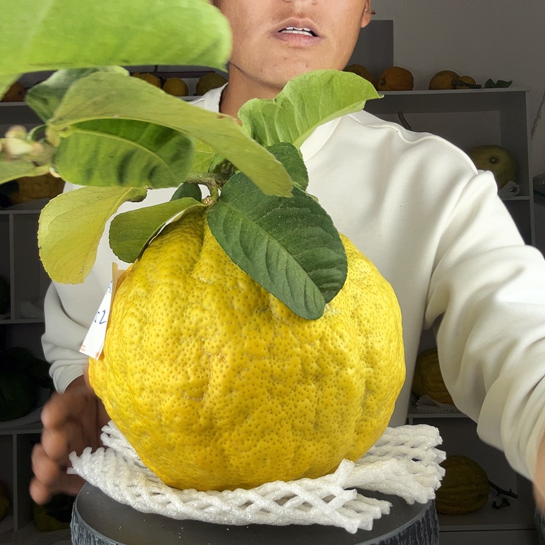 小***吖香水柠檬云南高山大香橼