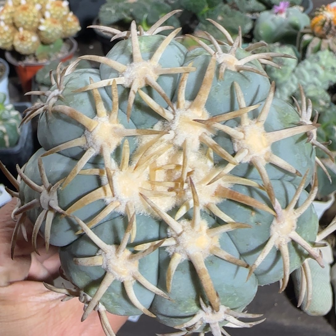 【闪购商品】白刺翠平710