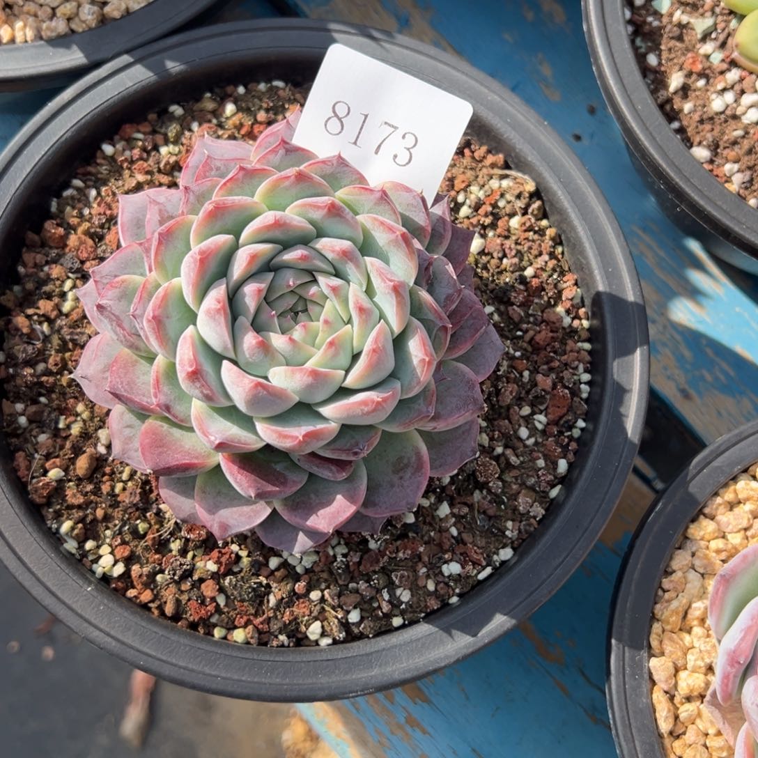 淡****郁8173多肉多多多多多