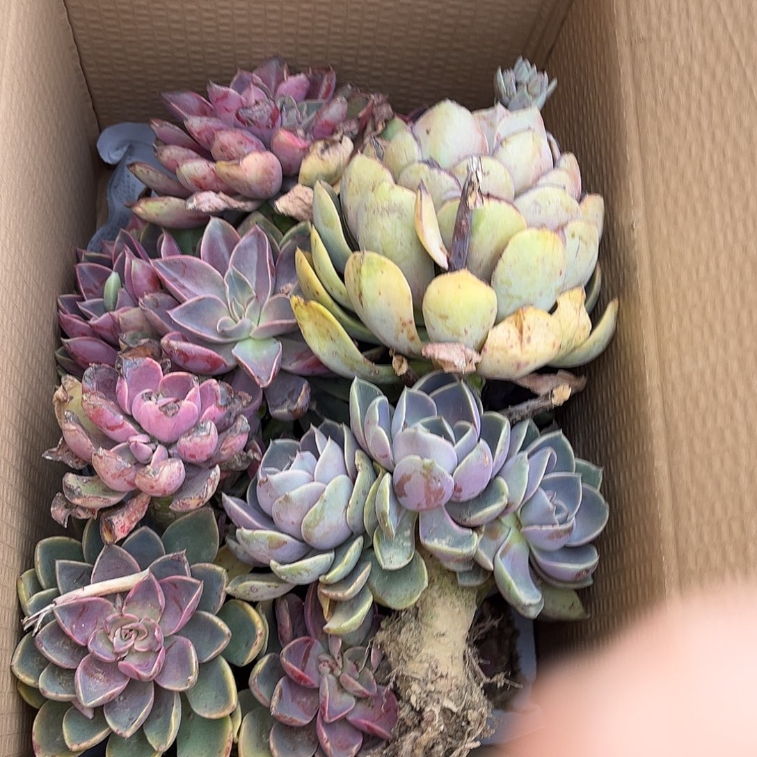遵***厂4号紫气东来不售后