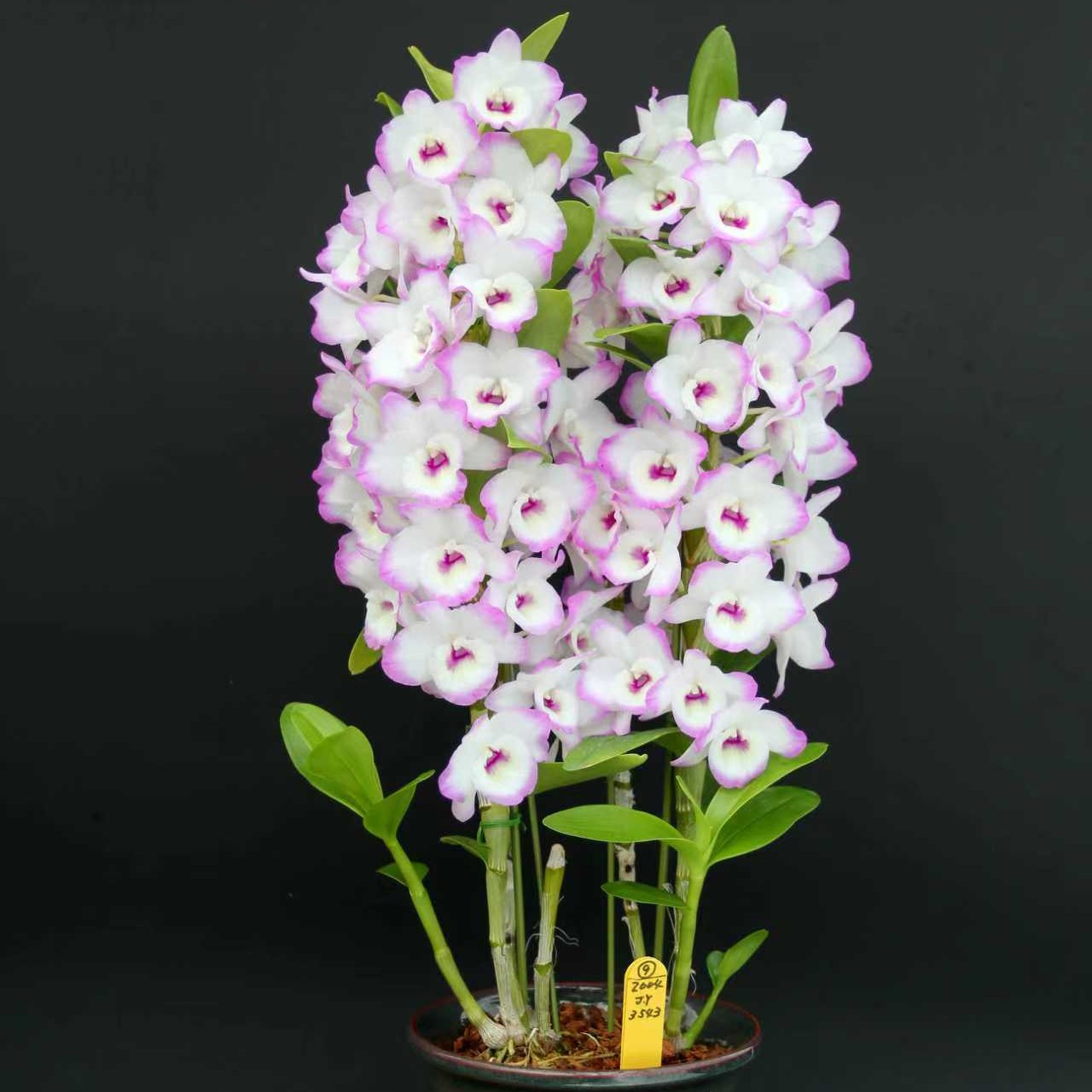 春石斛兰  甜甜圈（初恋）花苞漂亮  花香   花期久  好养形