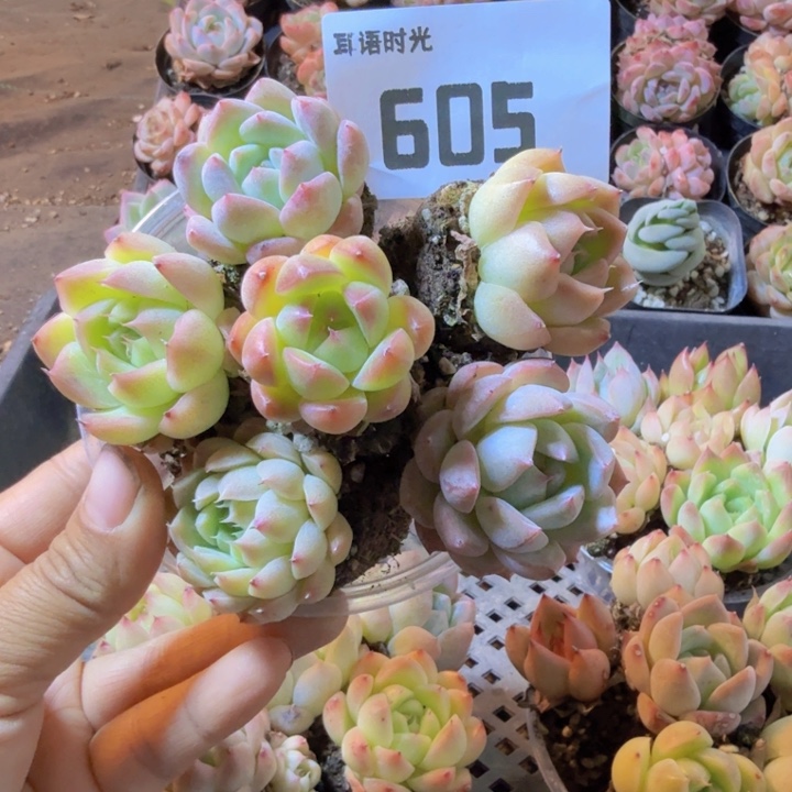 605.qqqqqqqqqqqqq