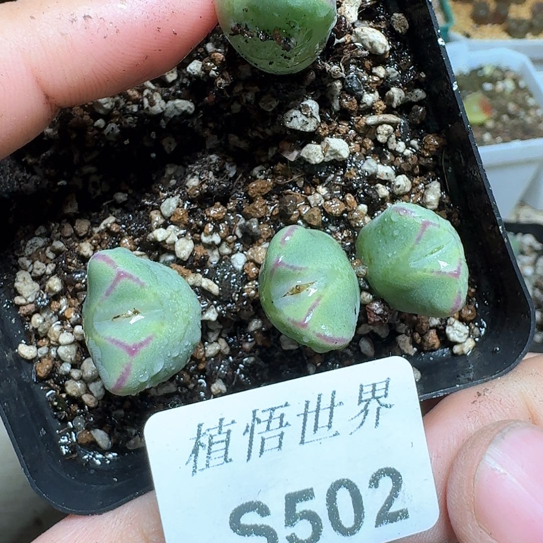 502号多肉植物哇f c