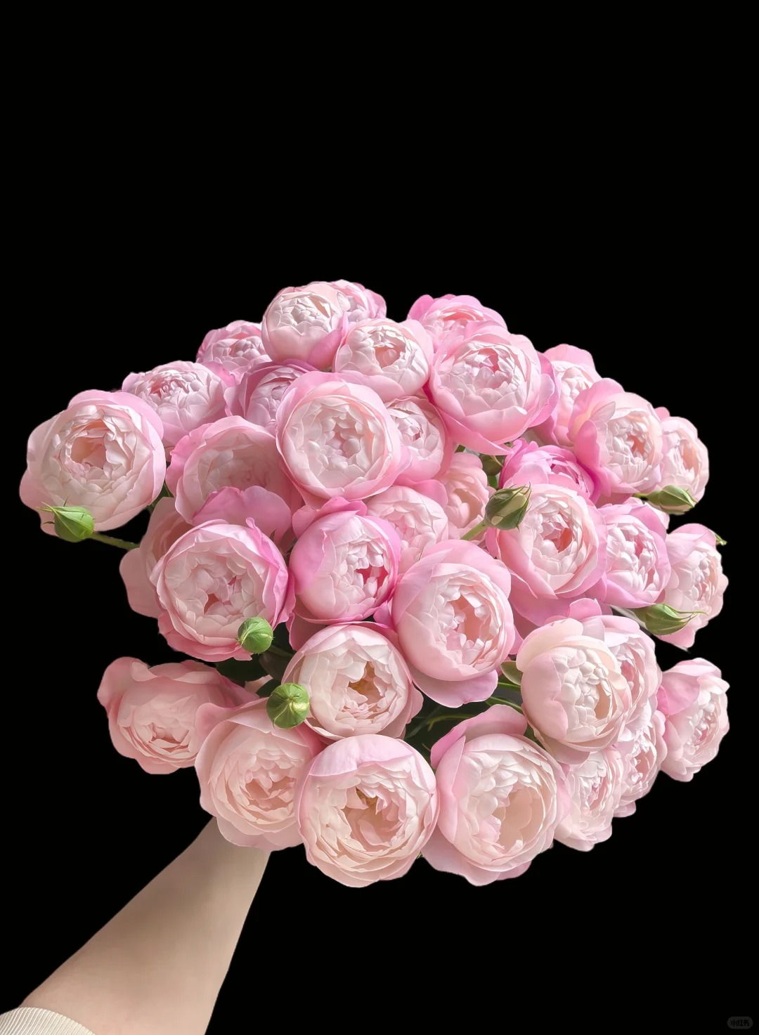  【草莓杏仁饼】多头玫瑰（全场同一地址两单顺丰冷链包邮噢~）