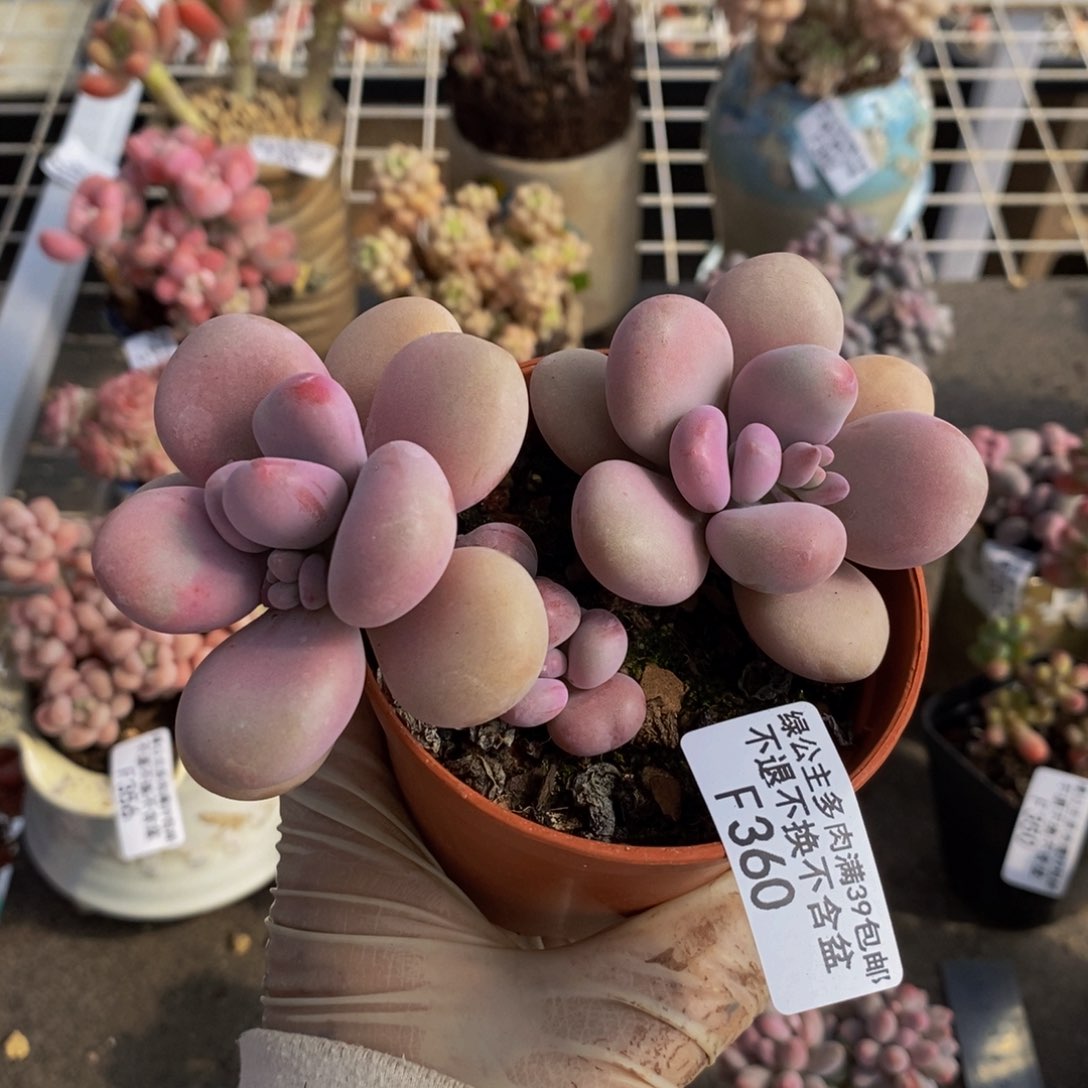 ?****k腰子桃蛋360/10c m