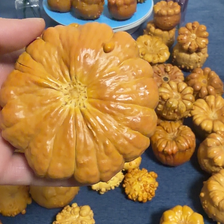 龍***龘墨西哥七彩疙瘩葫芦瑕疵不退货