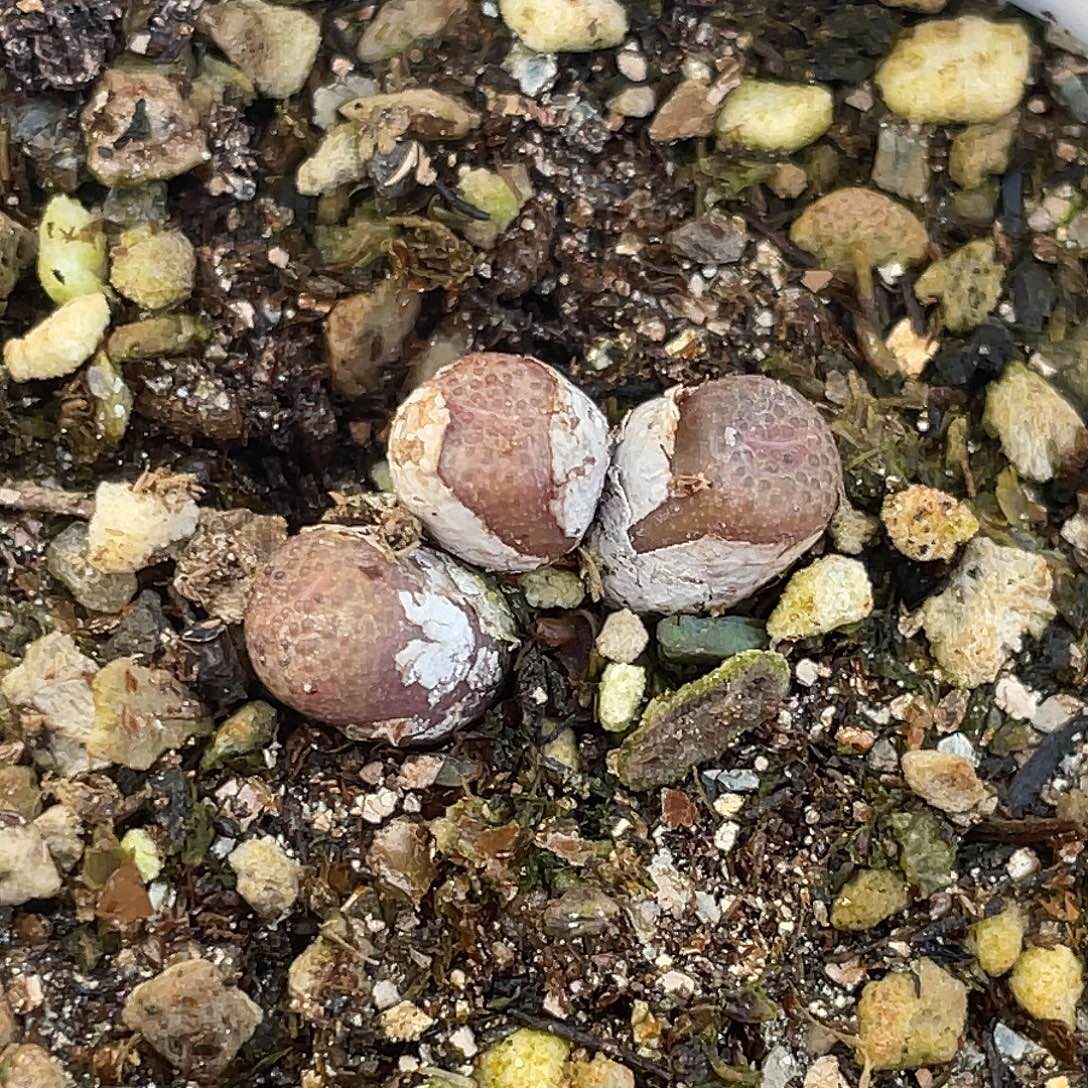 27-159猪皮多肉植物