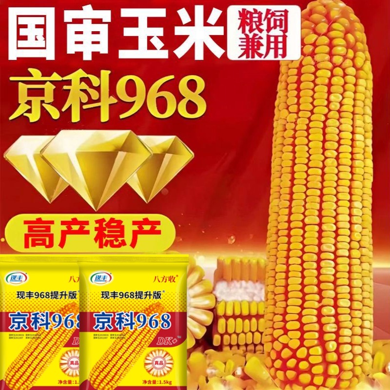 国审高产玉米种正品京科968高产稳产南北通种【兴旺】
