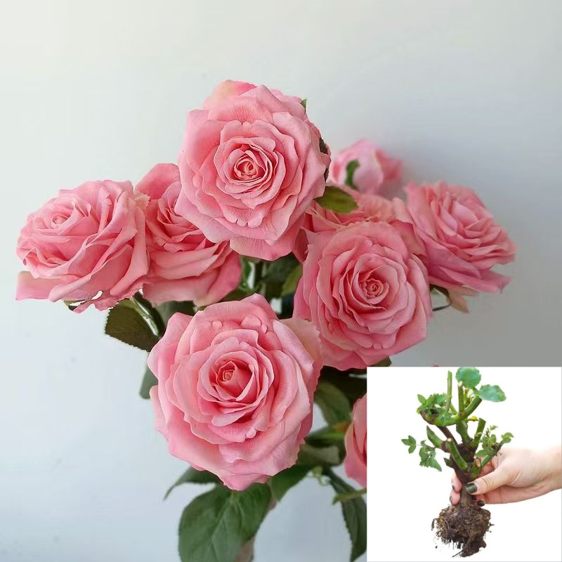 【香水洛神】云南玫瑰花老桩大苗大花浓香月季盆栽地栽室内室外好养