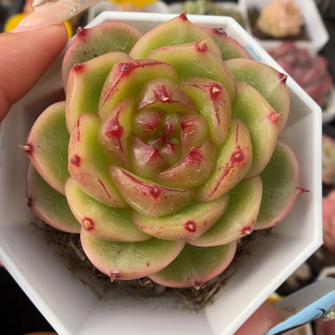 晶晶珍妮301号。    