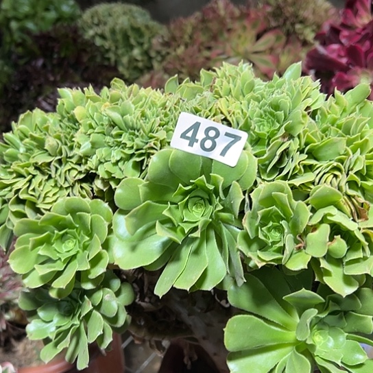 多***园多肉植物一个绿玫瑰487