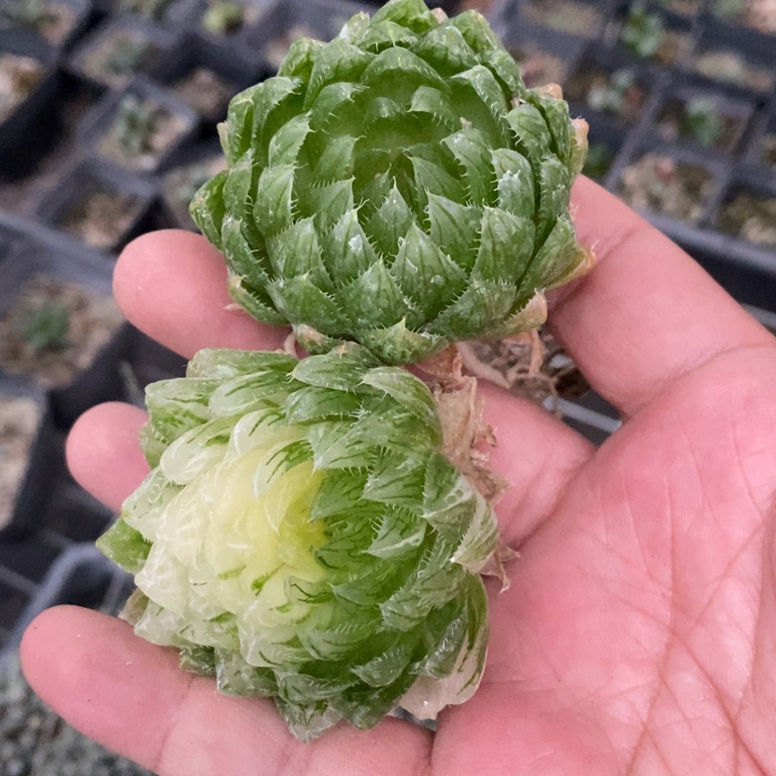 李****2155 两颗一起 超级福利