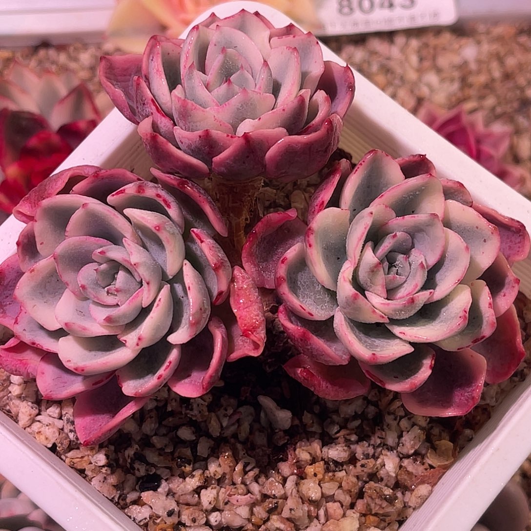 尚品园艺福利锦8341