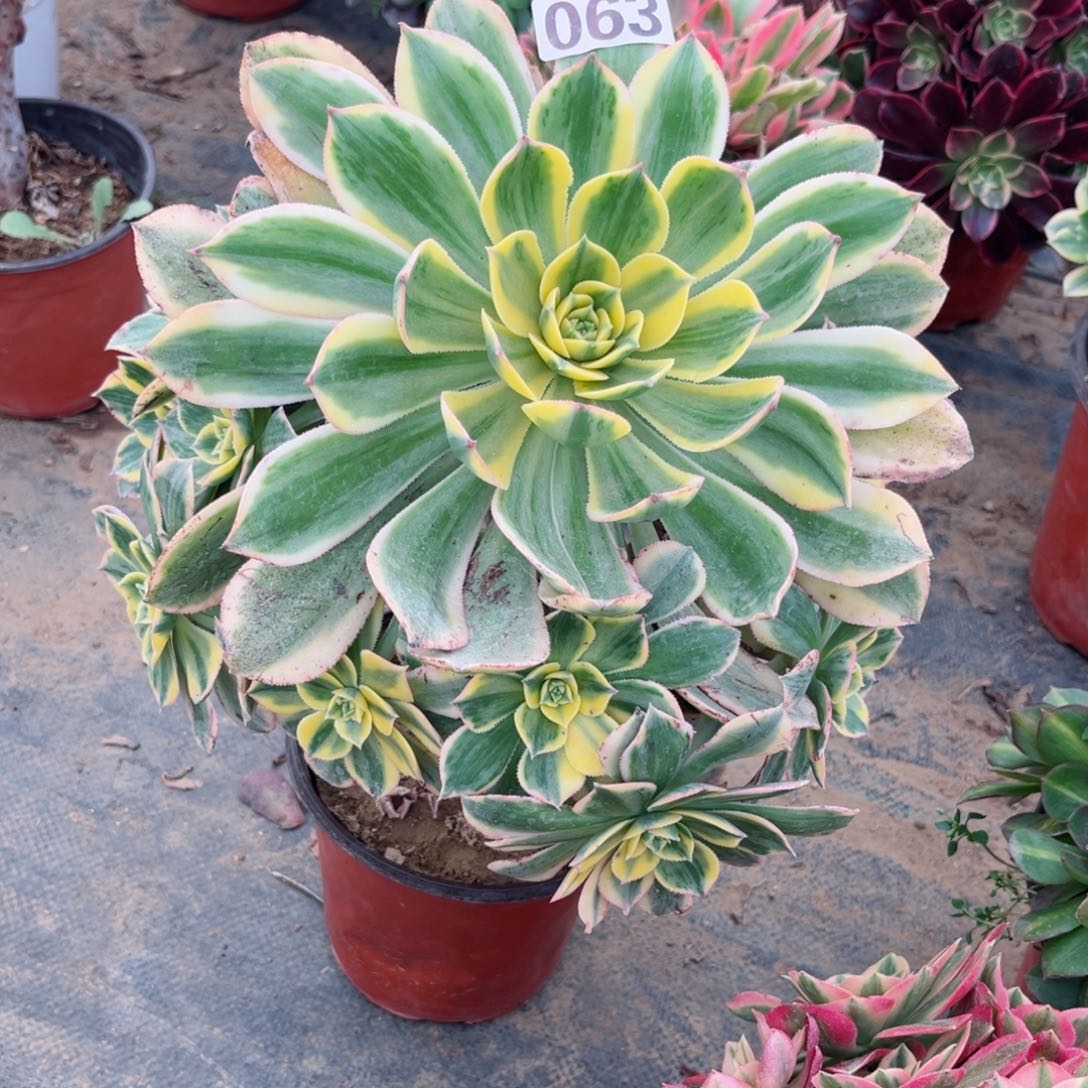 063灿烂法师多肉植物