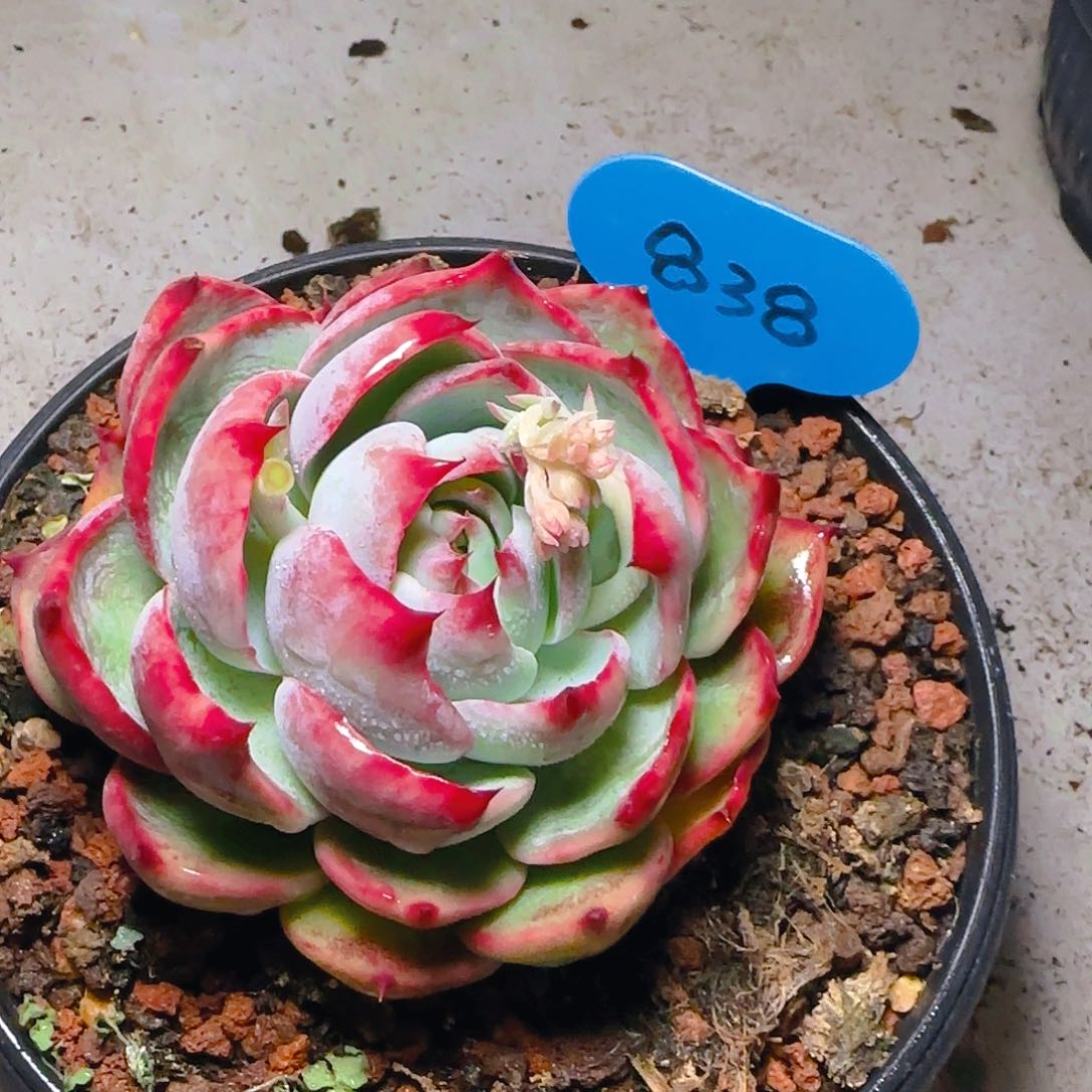 花脸惊鸿仙子一物一拍838号