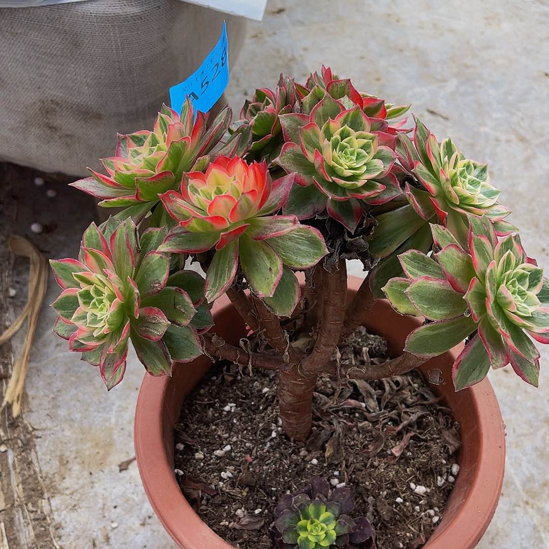 ?****ღ万花筒528福利