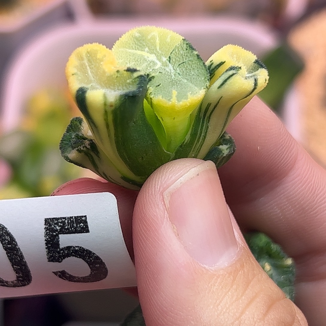 805花玲锦十二卷多肉植物