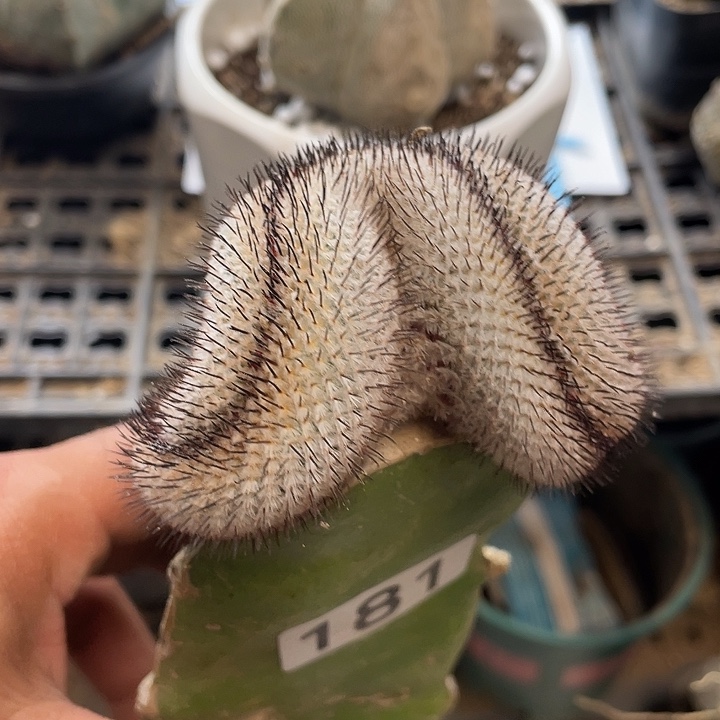 仙人球181号直刺佩勒