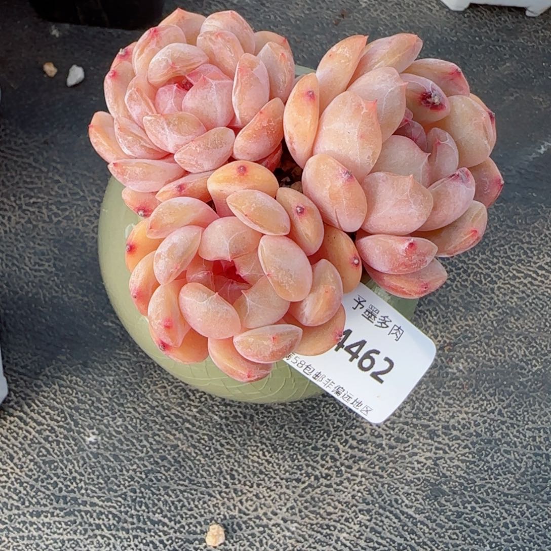 红恋，4462多肉植物