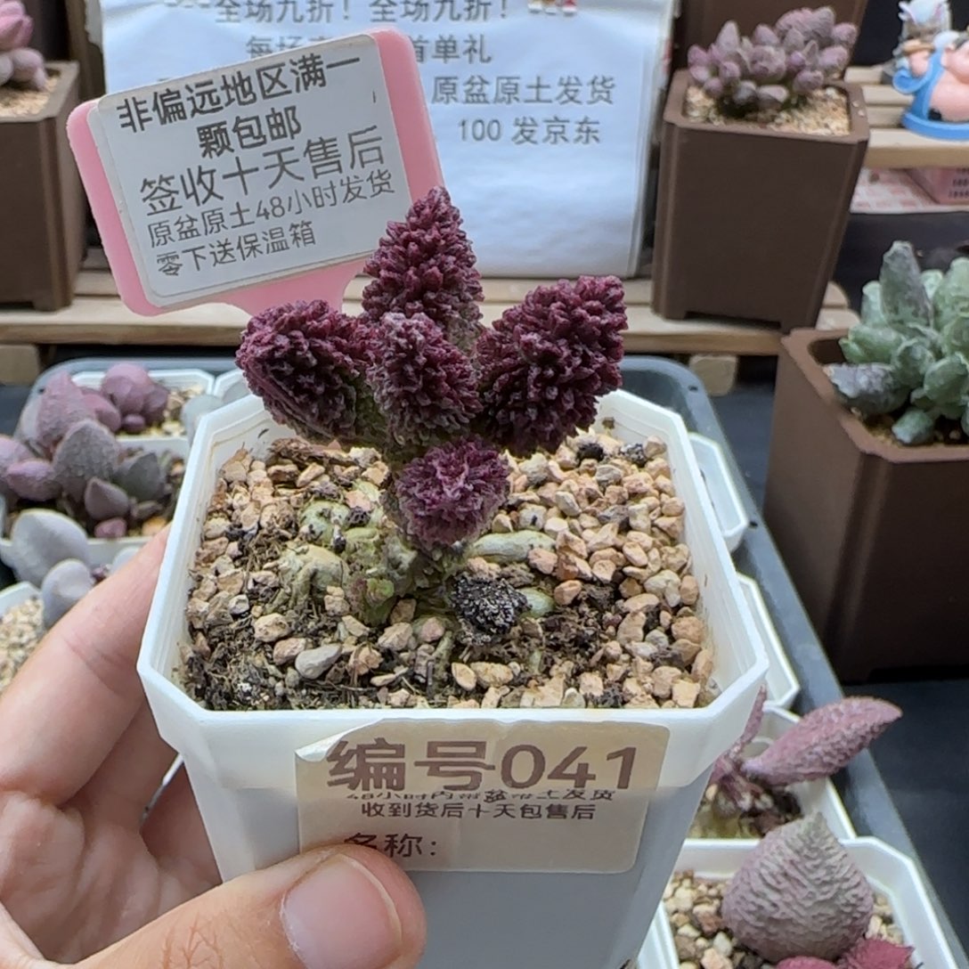 041朱紫玉多肉植物