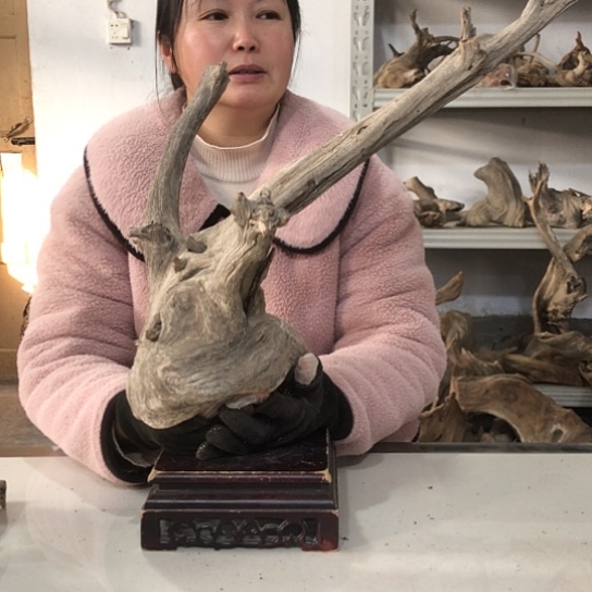 柏木（崖柏）红绿相间和小姐姐们