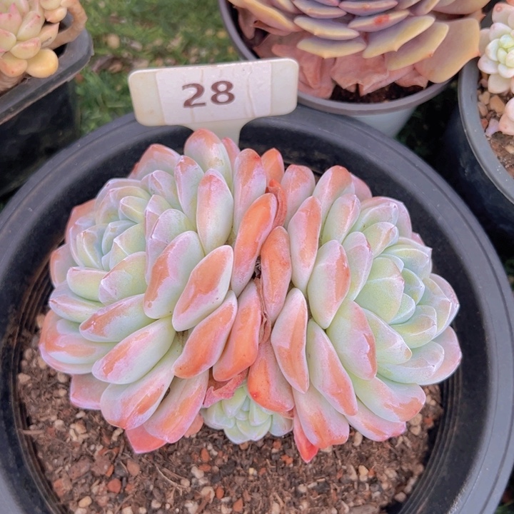 健健康康平平安安