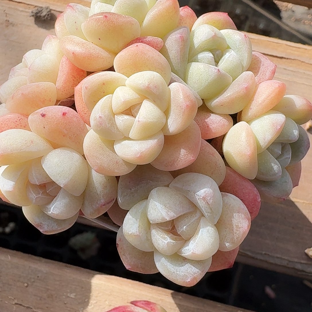 多肉拼群生7头带盆