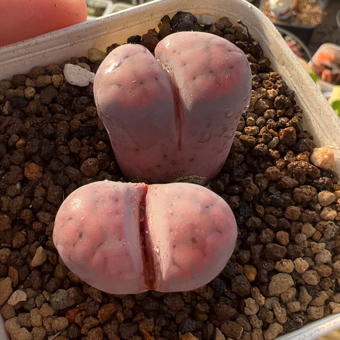 163多肉植物种类多样