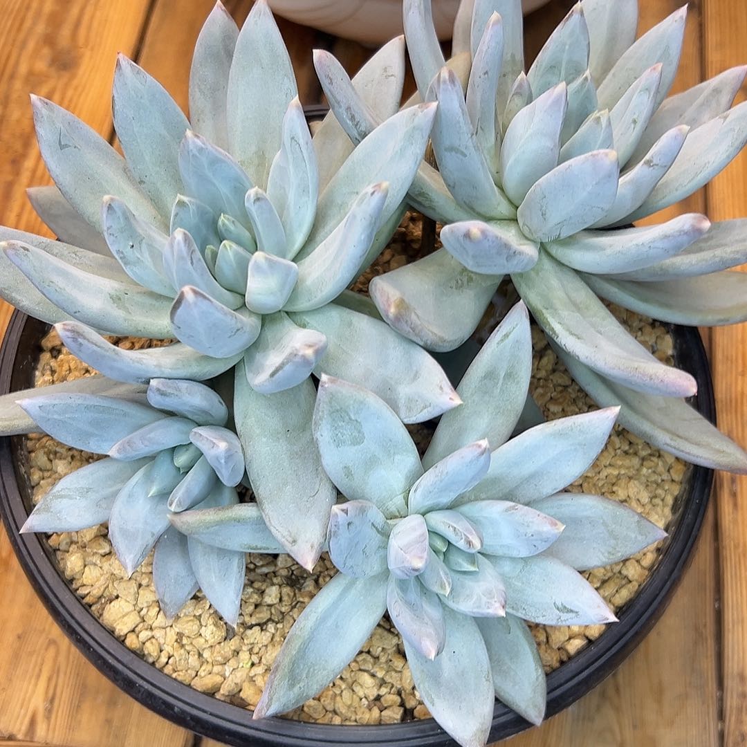 伊丽莎白，一物一拍