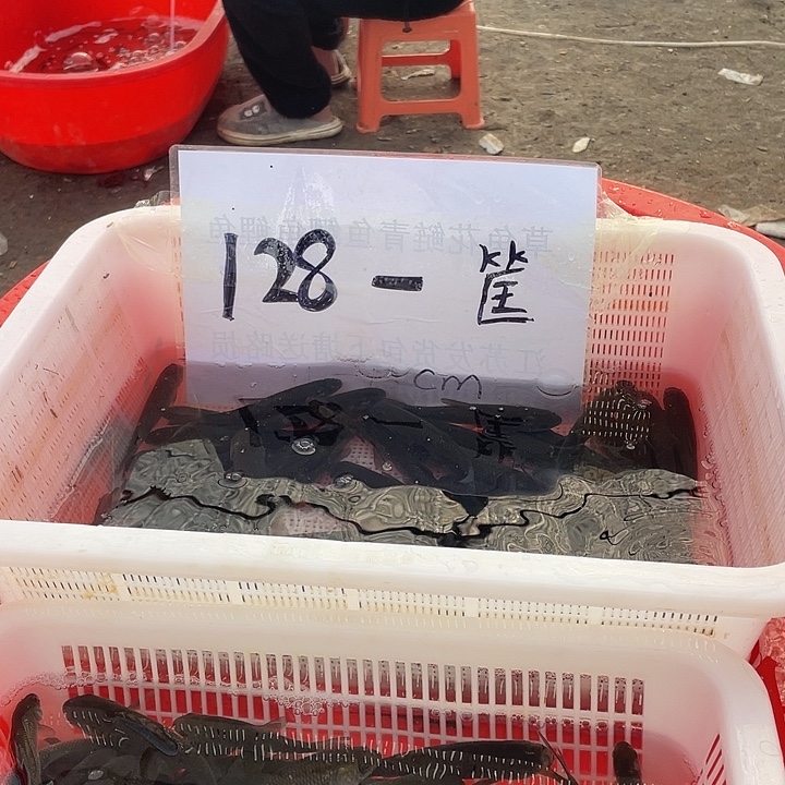 海水鱼吃浮萍菜叶子