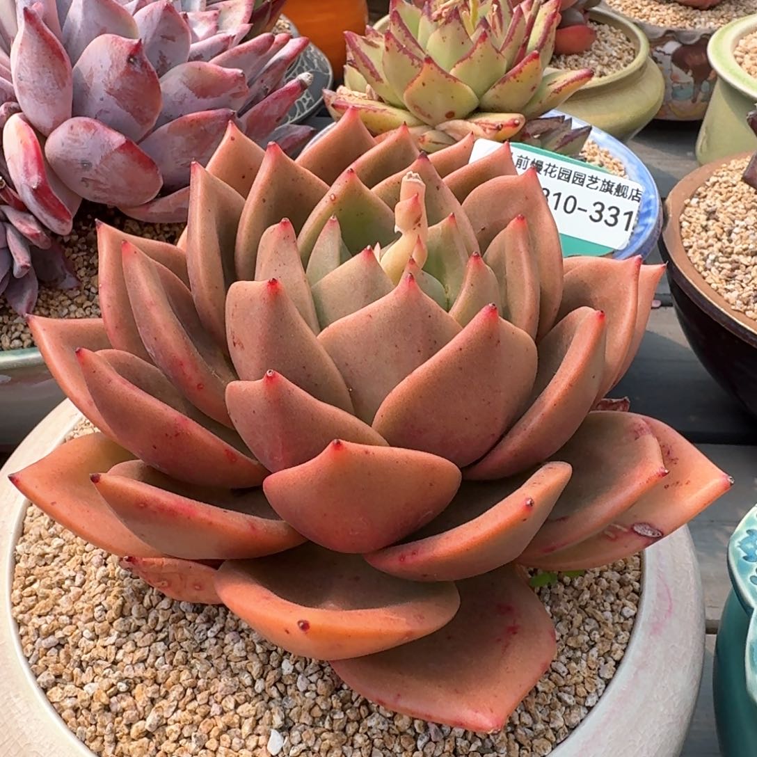 从前慢多肉精选编号0310.331