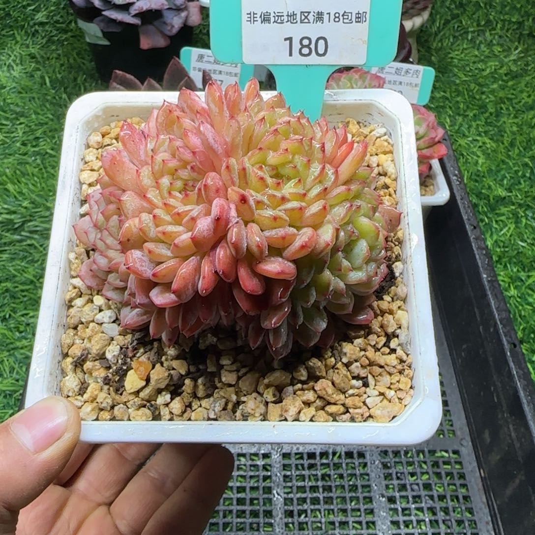 唐二姐多肉编号180