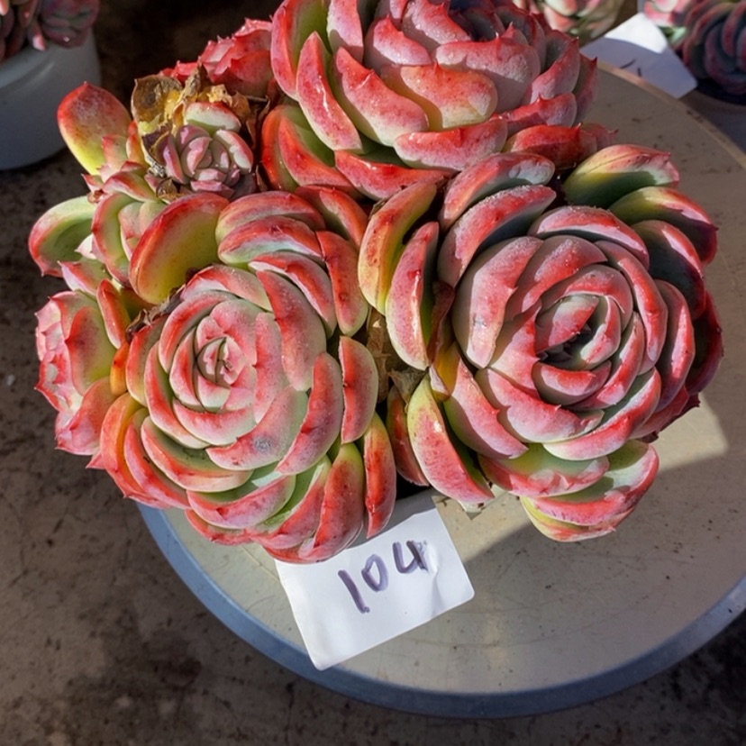 【闪购商品】郑****?多肉植物
