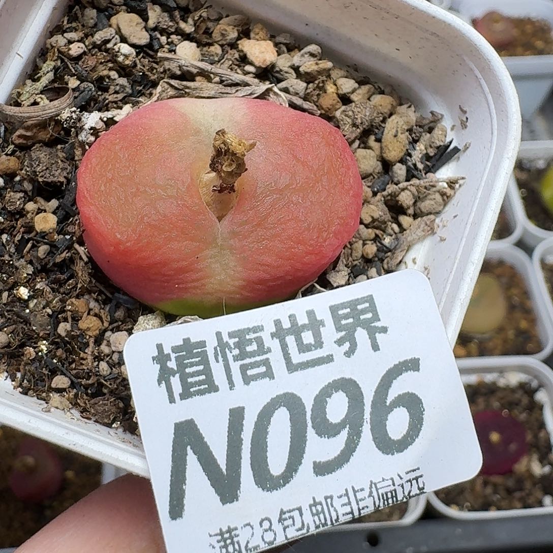 多肉杂的润泽fwhbn