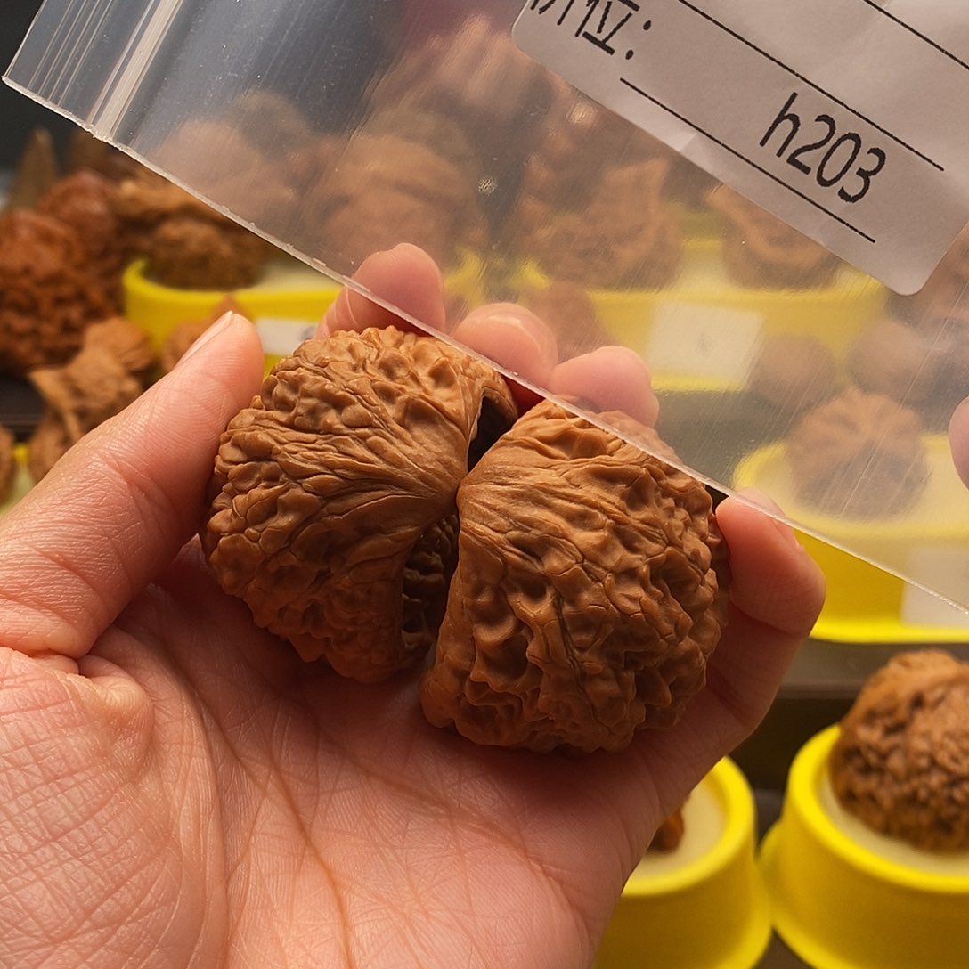 乐***迪大叶紫檀（黑酸枝木类）龙鼎蛇王