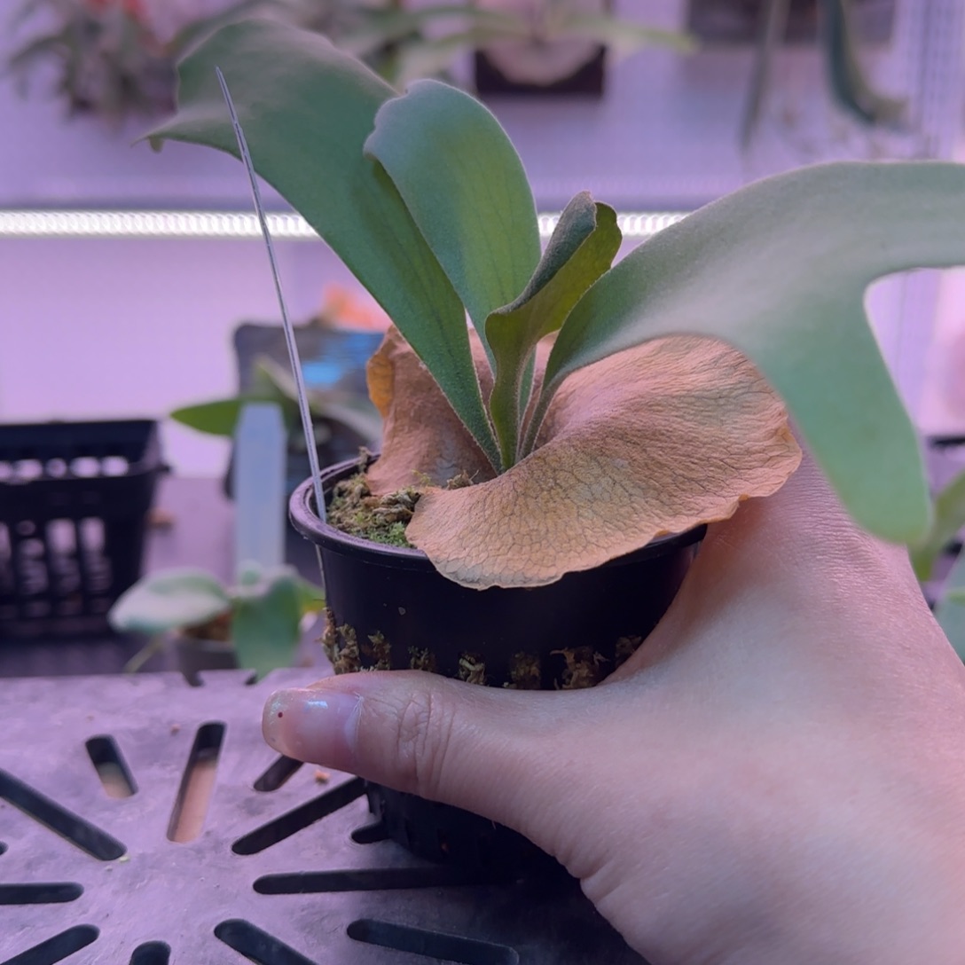 黄月鹿角蕨孢子苗