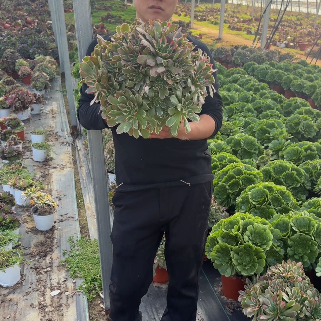 粉绿多肉植物捧花17多肉