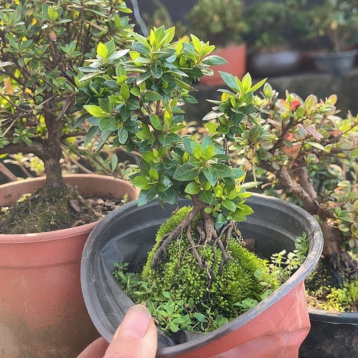 完全开放12356789