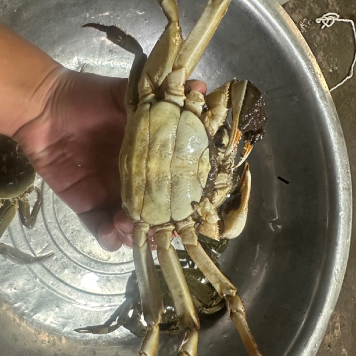 【活蟹】宝应湖大闸蟹掉爪全母3.5两9-10只3斤装