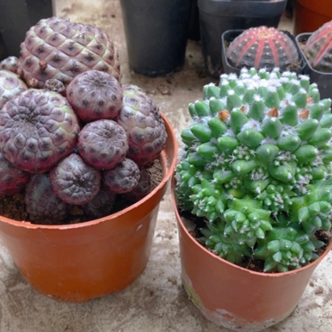 紫丽群仙人球雪糕仙人球25