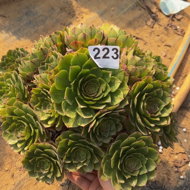 万拉丝多肉植物223