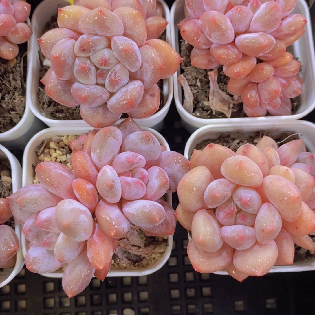 1204-21-精品奶油半夏双头一个