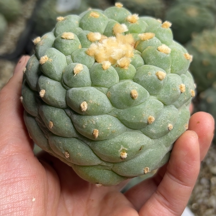 175 无根 仙人球的故事是