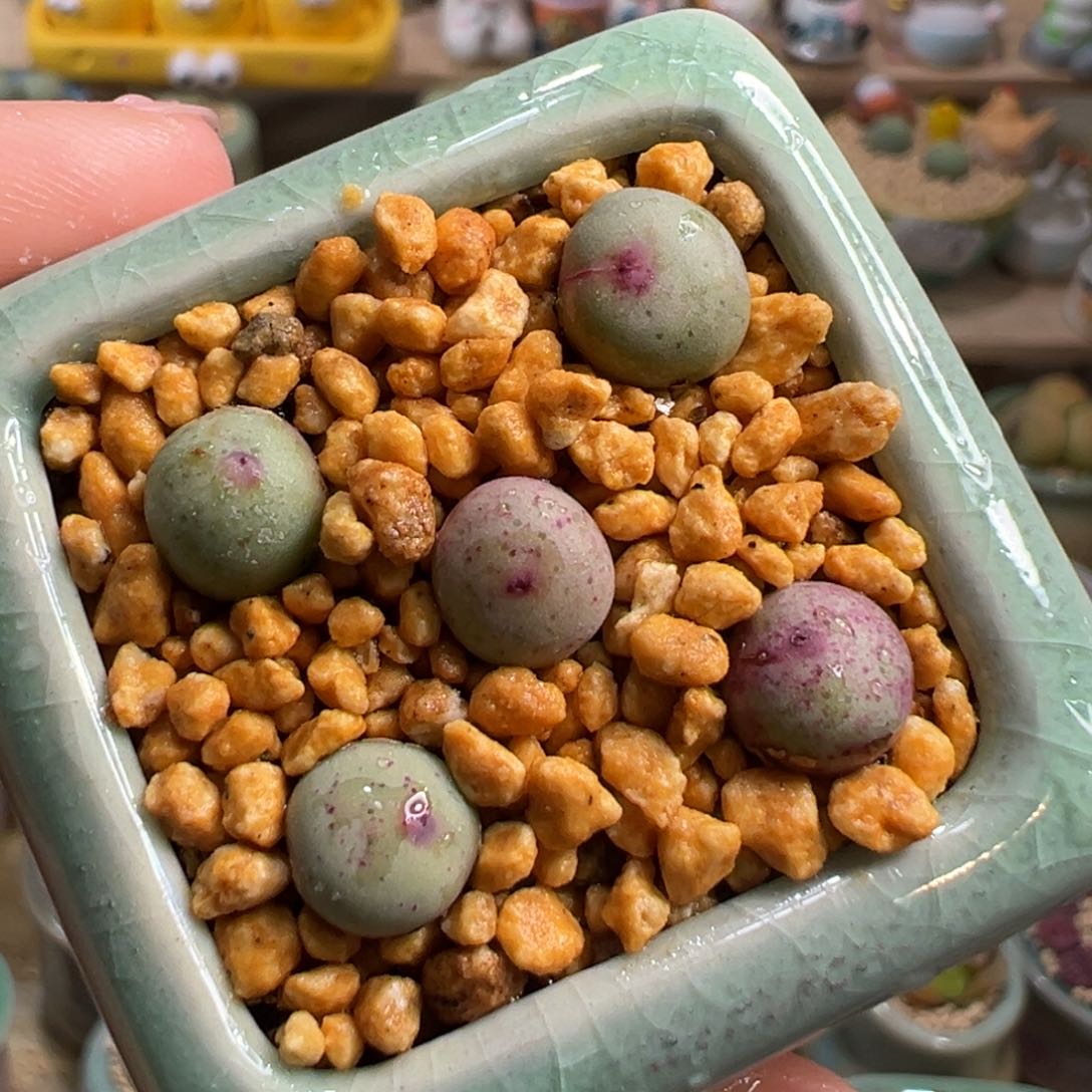 多肉植物10号小红嘴怪