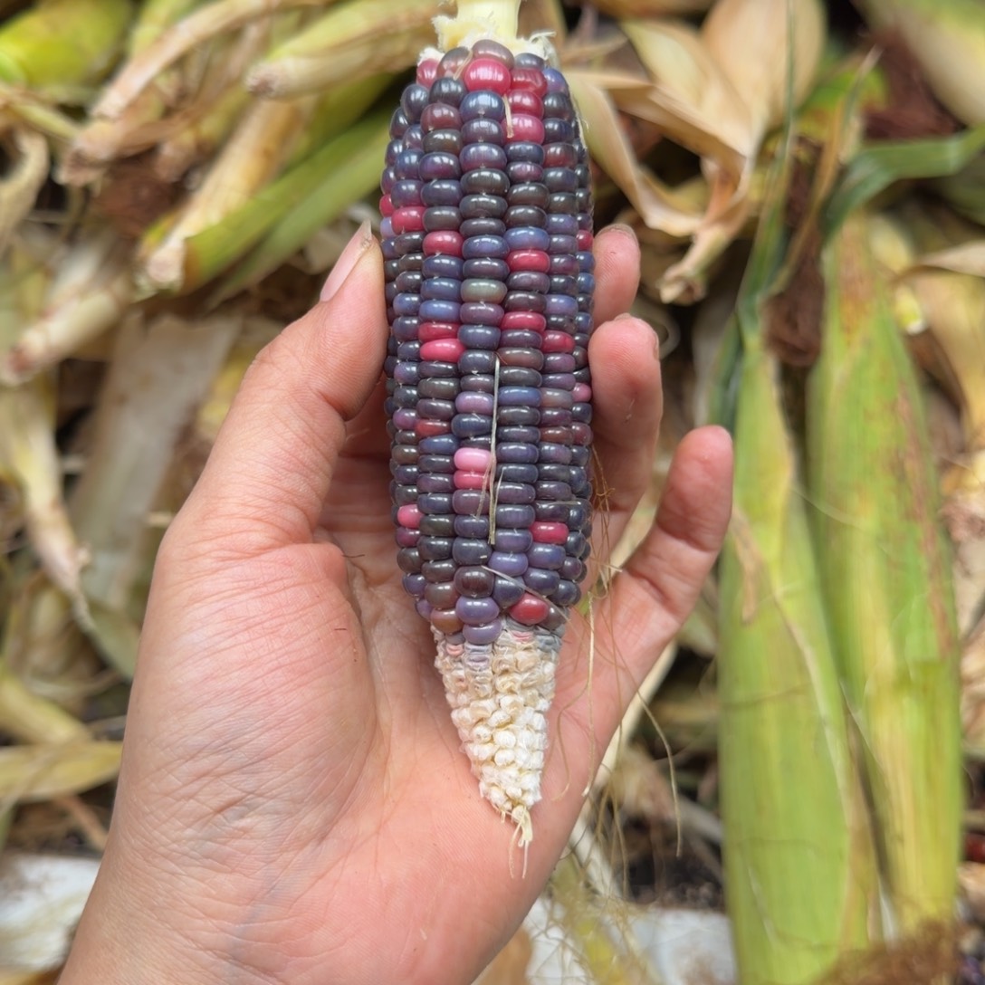 V***3柏香籽/百香籽吊坠