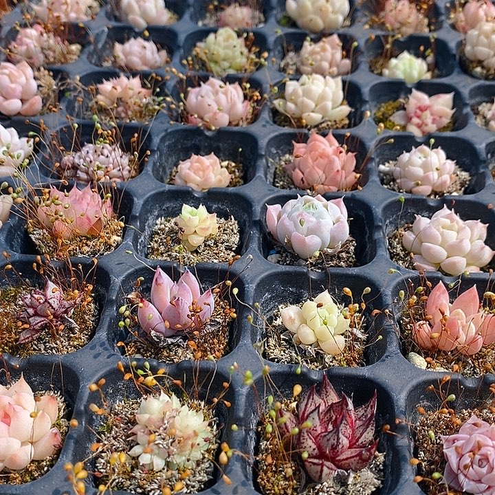 55 多肉植物盆栽花卉植物